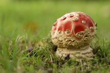 Toadstool Or Fly Agaric Mushroom In The Grass Stock Images Toadstool Or Fly Agaric Mushroom In The Grass Stock Images