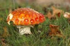 Toadstool Or Fly Agaric Mushroom In The Grass Stock Photo Toadstool Or Fly Agaric Mushroom In The Grass Stock Photo