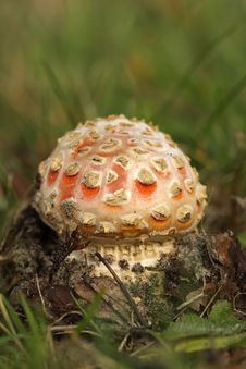 Toadstool Or Fly Agaric Mushroom In The Grass Stock Photography Toadstool Or Fly Agaric Mushroom In The Grass Stock Photography