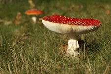 Toadstool Or Fly Agaric Mushroom In The Grass Royalty Free Stock Photos Toadstool Or Fly Agaric Mushroom In The Grass Royalty Free Stock Photos
