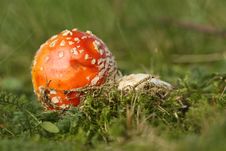 Toadstool Or Fly Agaric Mushroom In The Grass Royalty Free Stock Images Toadstool Or Fly Agaric Mushroom In The Grass Royalty Free Stock Images