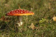 Toadstool Or Fly Agaric Mushroom In The Grass Stock Photos Toadstool Or Fly Agaric Mushroom In The Grass Stock Photos