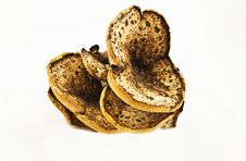 Free Tree Fungus Royalty Free Stock Photography - 16217717