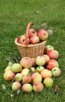 Apples Stock Photo Apples Stock Photo