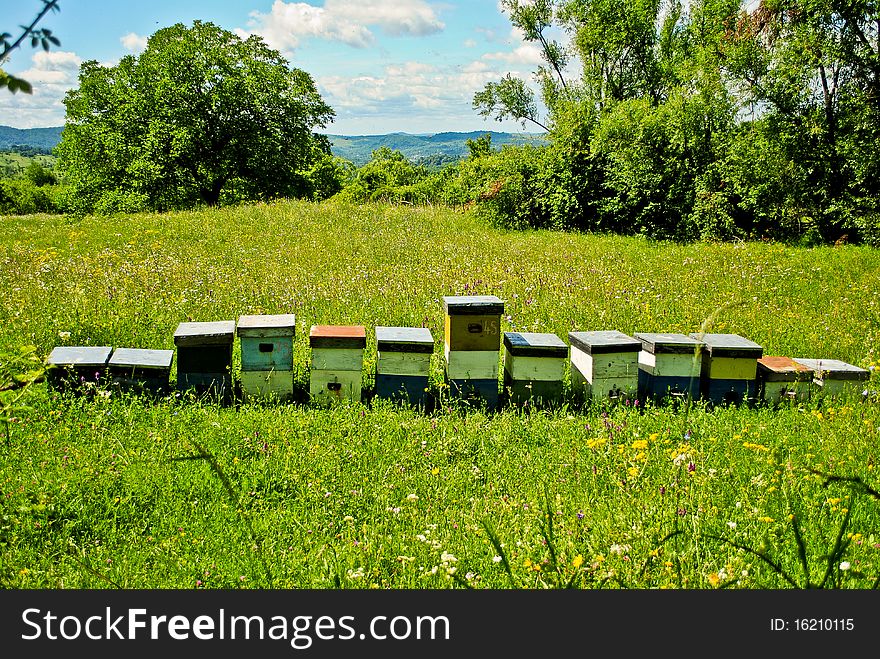 A few beehives in a field of flowers, in the summer. A few beehives in a field of flowers, in the summer