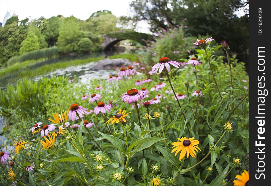 Summer in Central Park by the pond with flowers. Summer in Central Park by the pond with flowers