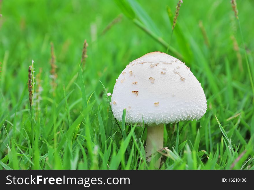 White mushroom in green field