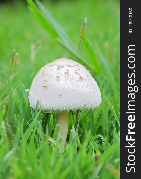 White mushroom in green field