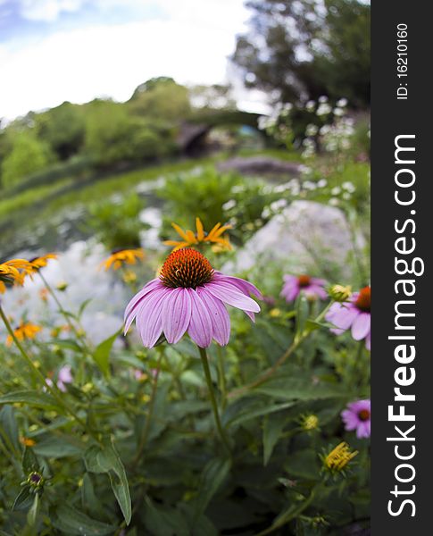 Central Park In Summer By Pond