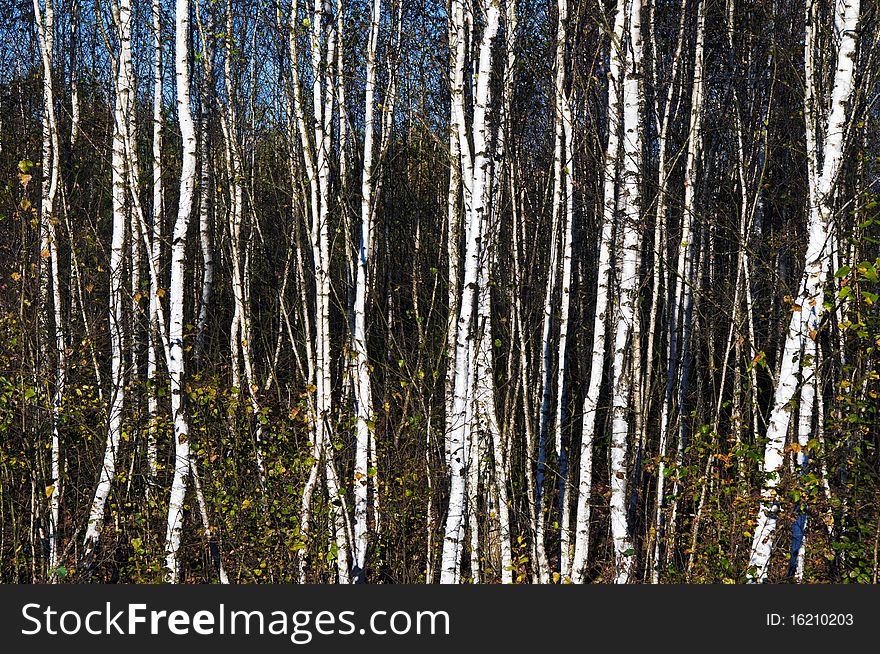Belorussian autumn time swamp little trunk birch background. Belorussian autumn time swamp little trunk birch background