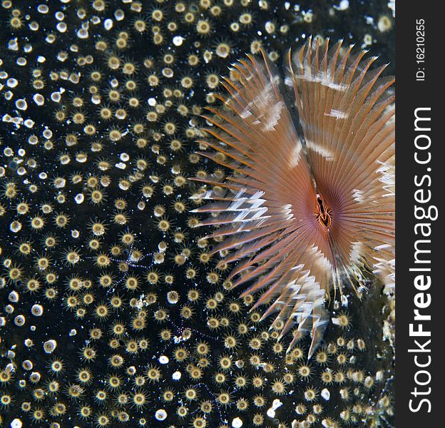 Split-Crown feather duster extended on coral