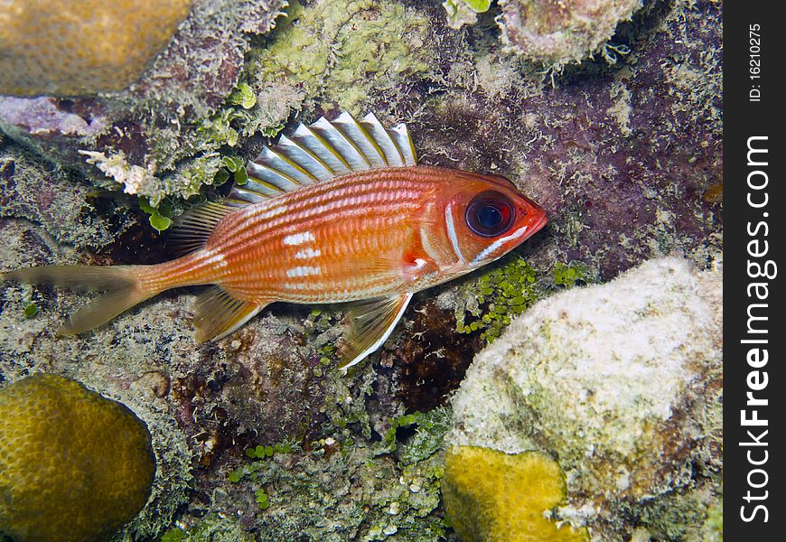 Longspine Squirrelfish (Holocentrus rufus) in cave on coral reef