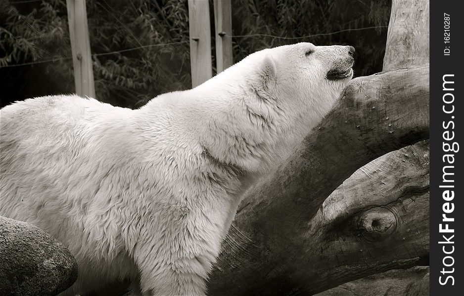 A beautiful polar bear enjoys a summer day, in black and white.