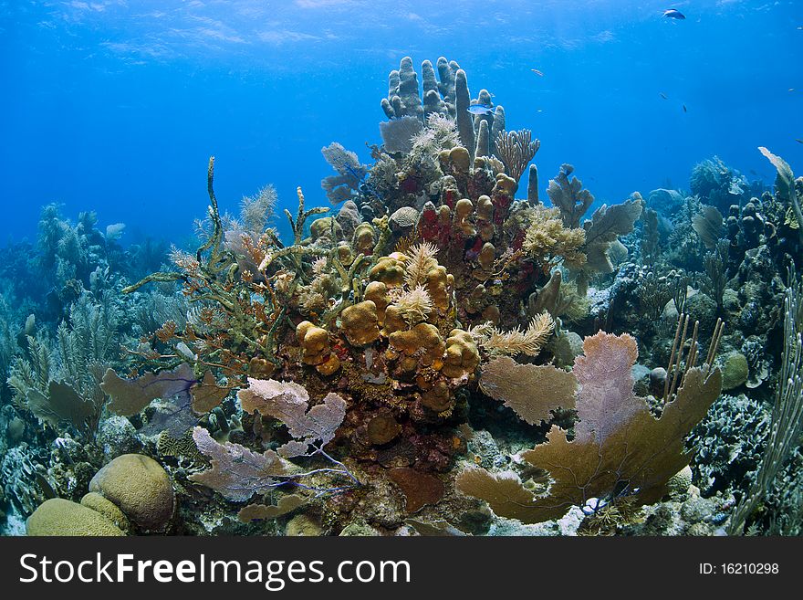 Underwater coral reef off the coast of Roatan Honduras. Underwater coral reef off the coast of Roatan Honduras