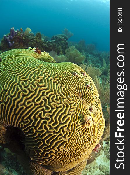 Caribbean coral reef off the coast of Roatan Honduras. Caribbean coral reef off the coast of Roatan Honduras
