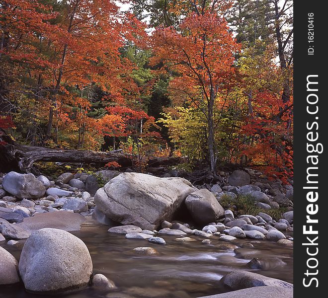 Fall foliage in the forest in late autumn by the swift river. Fall foliage in the forest in late autumn by the swift river