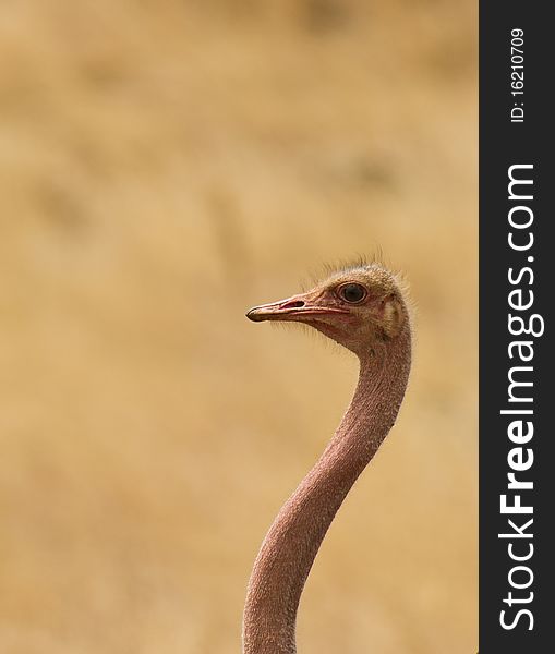 A close-up of the bizarre head of a male common ostrich in the kenyan savannah plains. A close-up of the bizarre head of a male common ostrich in the kenyan savannah plains.