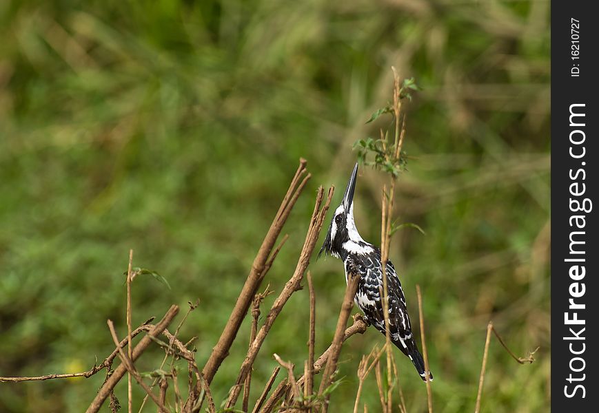 A Pied Kingfisher detects an eagle high in the sky and controls his movements as at the same time he watches out to catch a fish in the water flowing below. A Pied Kingfisher detects an eagle high in the sky and controls his movements as at the same time he watches out to catch a fish in the water flowing below.