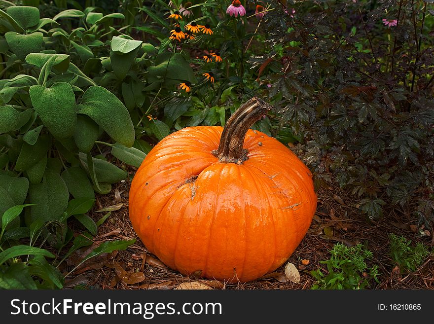 Pumpkin in a flower bed after a refreshing fall shower.