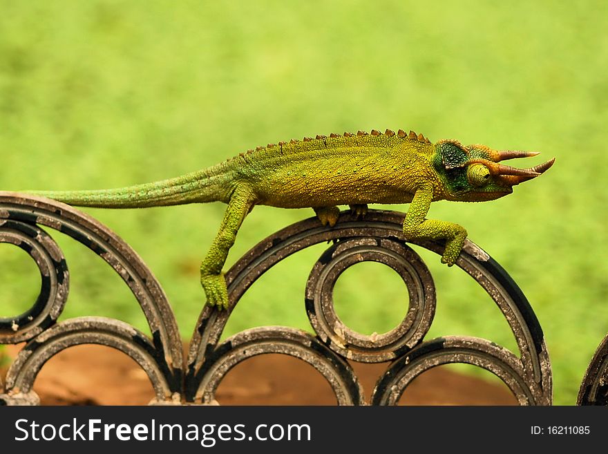 A gecko perches on top of a garden fence.  The gecko is green and there is a green background. A gecko perches on top of a garden fence.  The gecko is green and there is a green background.