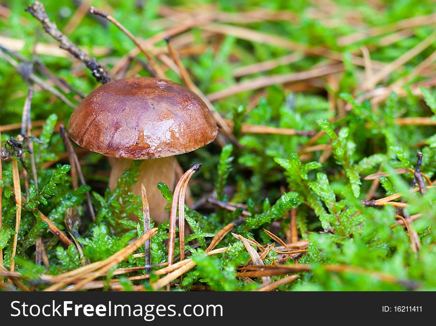 Brown cap mushroom on moss close up. Brown cap mushroom on moss close up