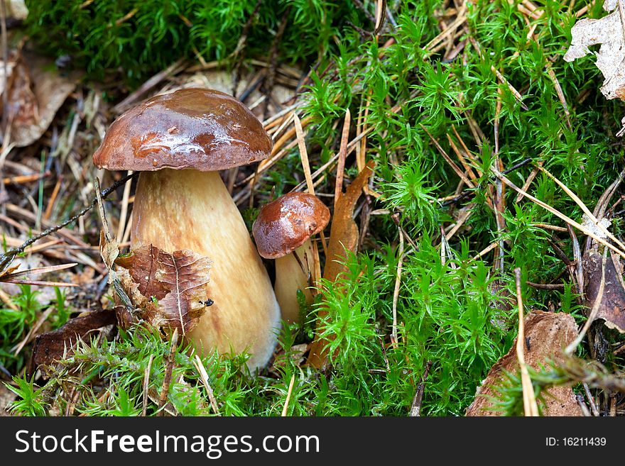 Brown cap mushroom on moss close up. Brown cap mushroom on moss close up