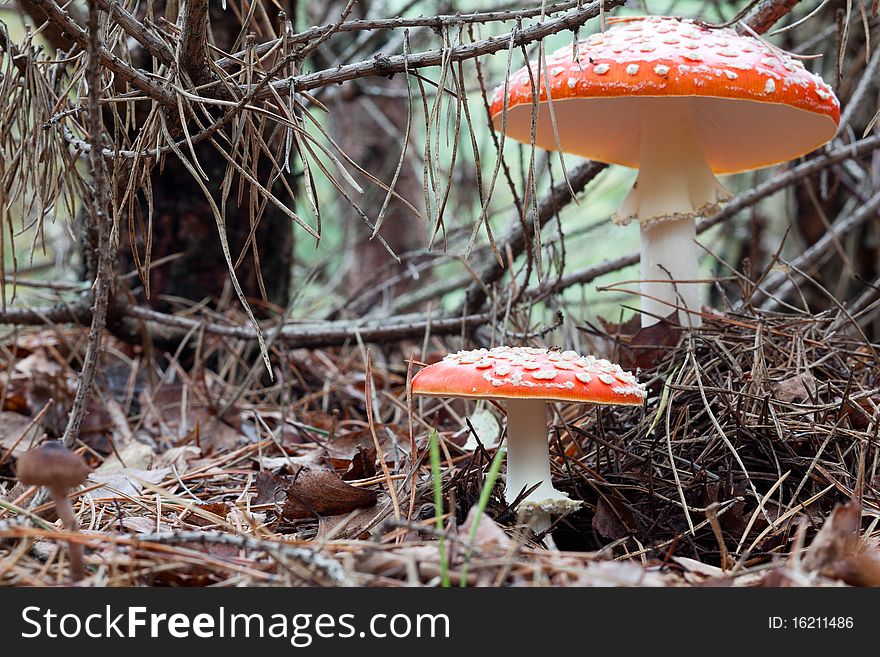 The beautiful Fly Agaric (Amanita muscaria) toadstool. The beautiful Fly Agaric (Amanita muscaria) toadstool.