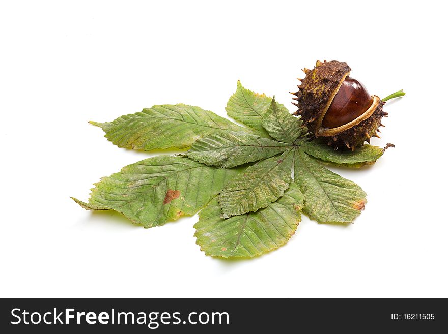 Closeup of chestnut isolated on white background. Closeup of chestnut isolated on white background