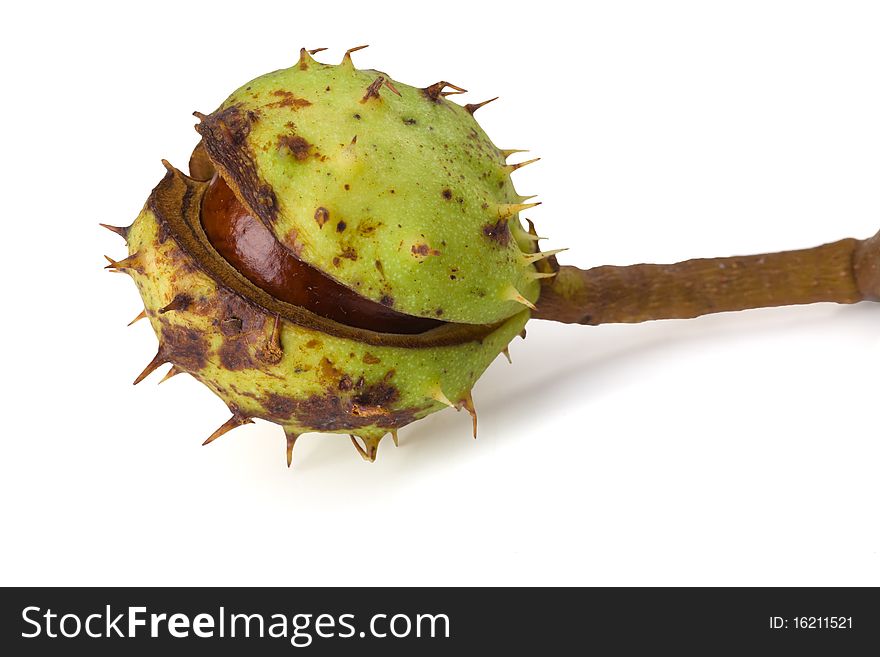 Closeup of chestnut isolated on white background