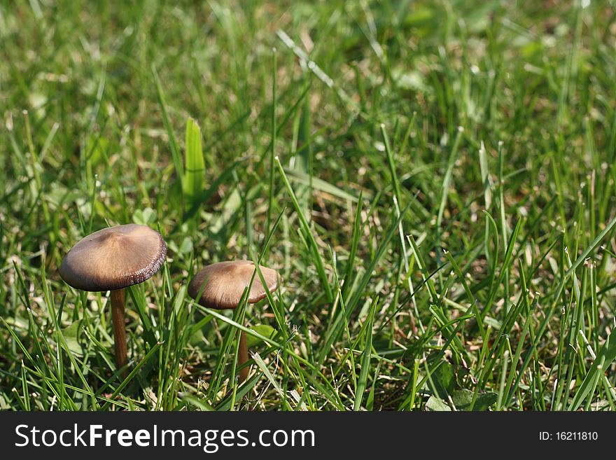 A wild mushroom growing among grass. A wild mushroom growing among grass.