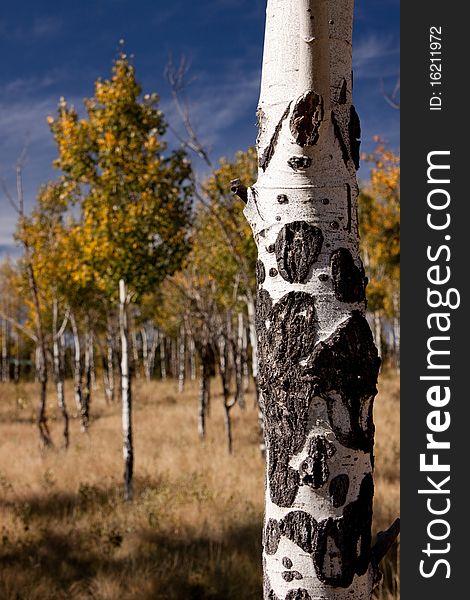 Aspens in the Colorado Rockies. Fall colors.