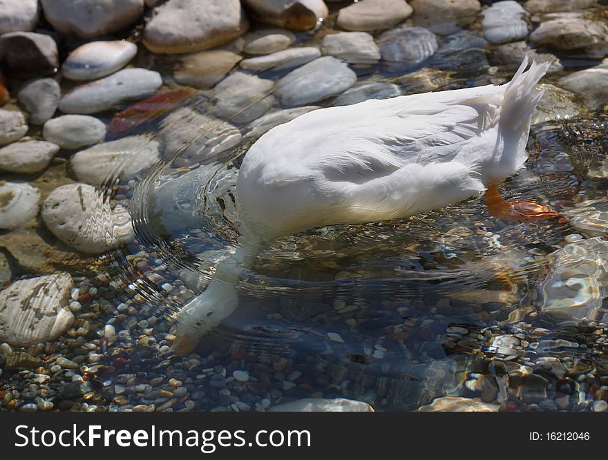 White duck on the pond