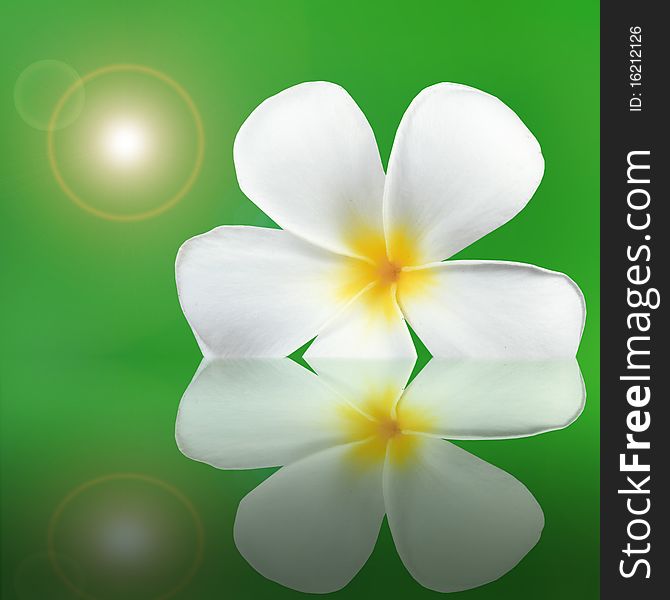 White plumeria on water with green background
