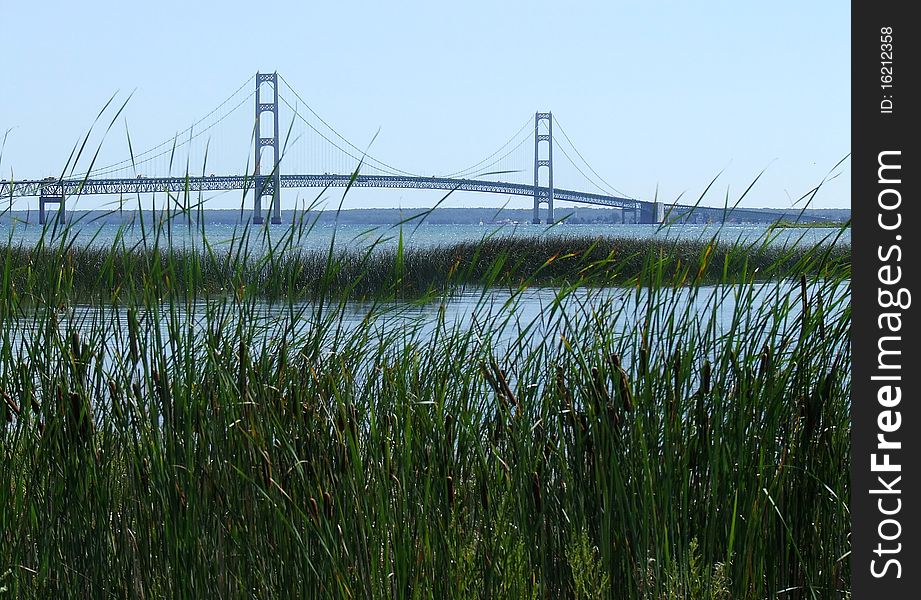 Mackinac Bridge With Cat Tails.