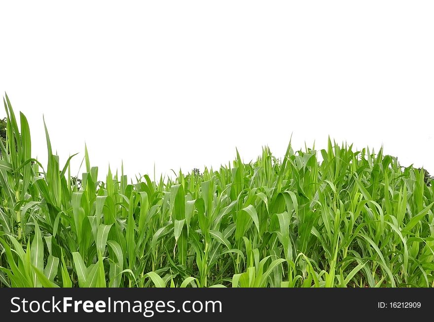 Curve green grass as white isolate background. Curve green grass as white isolate background