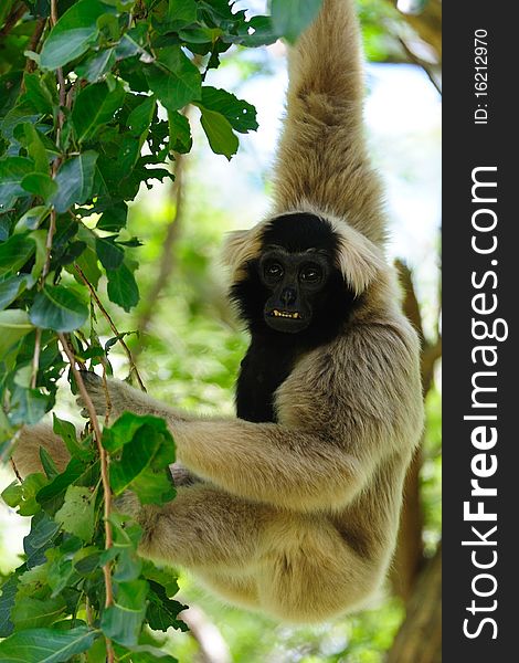 A Gibbon in a zoo