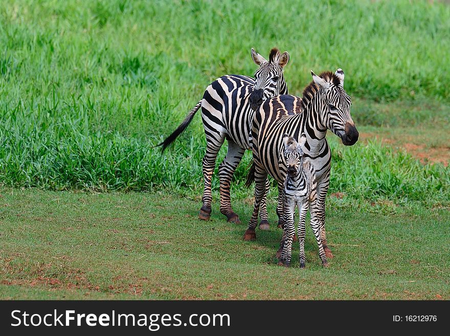 A Zebra Family together in a grass field