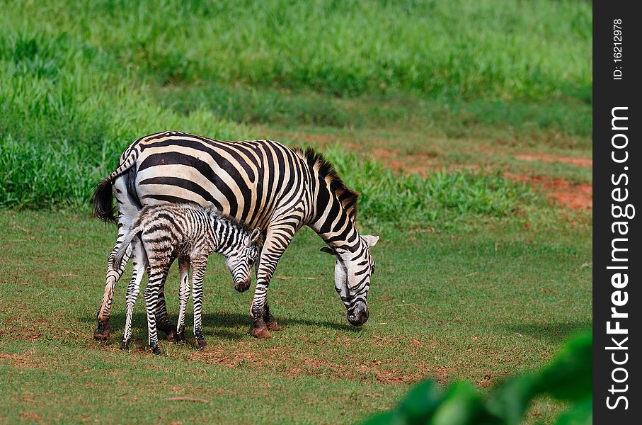 A Zebra Family together in a grass field