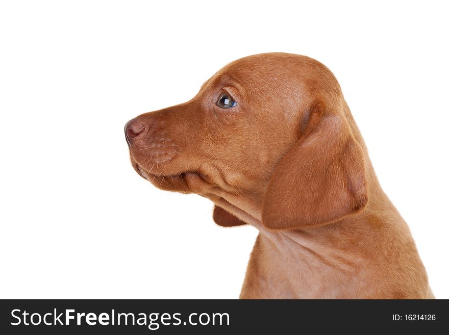 Side of the head of a baby vizsla dog over white