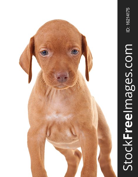 Portrait of an adorable vizsla puppy on white background