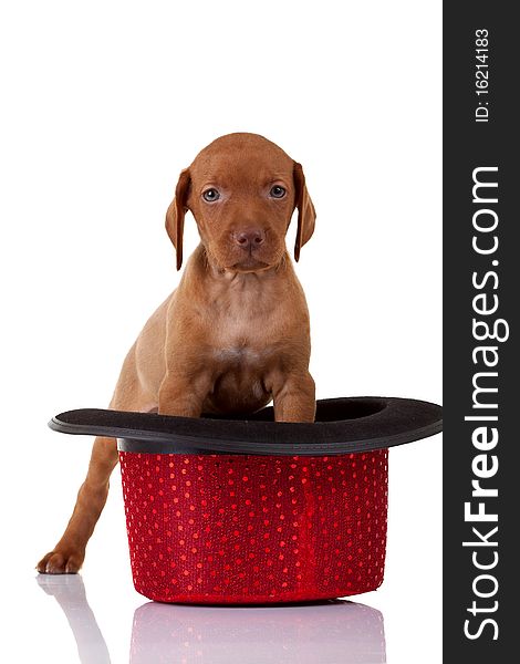 Baby vizsla standing in a red hat over white background. Baby vizsla standing in a red hat over white background