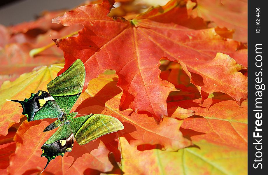 Green butterfly on autumn leaf