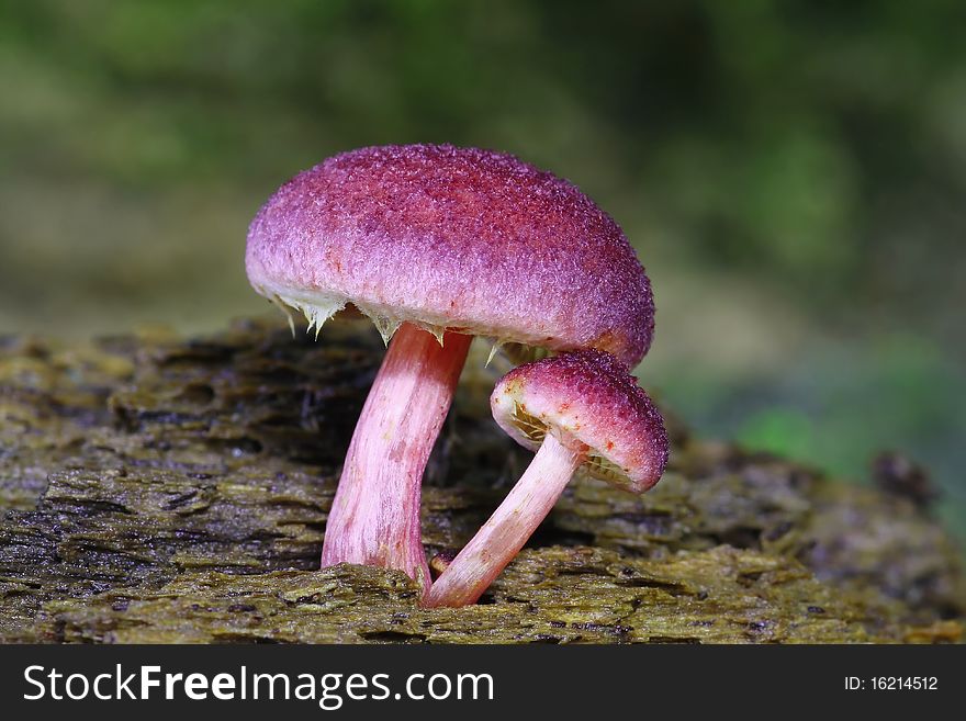 Twin Fungus