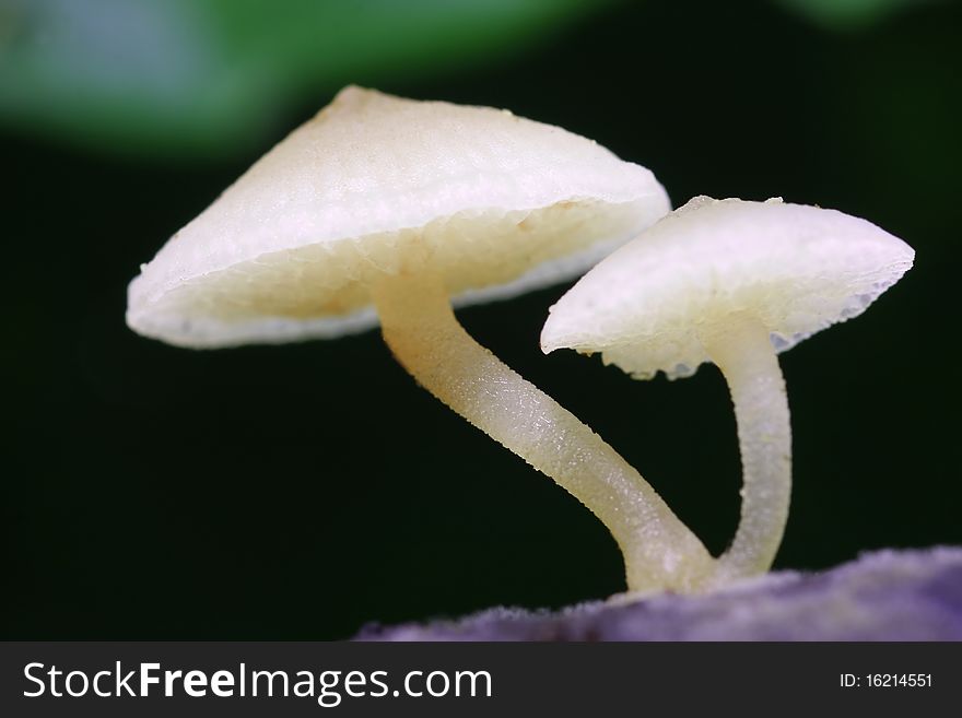 Twin white fungus in tropical green forest