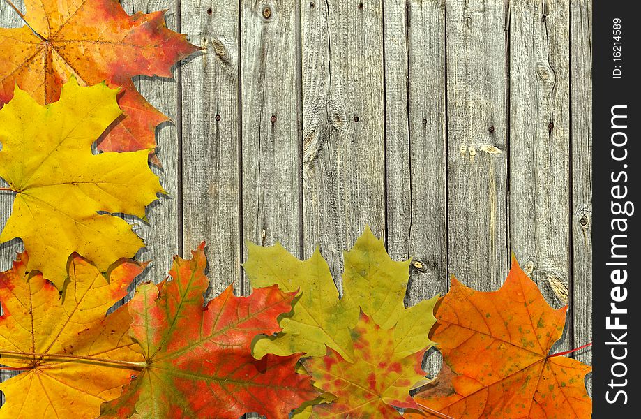 Autumn leaf on old board