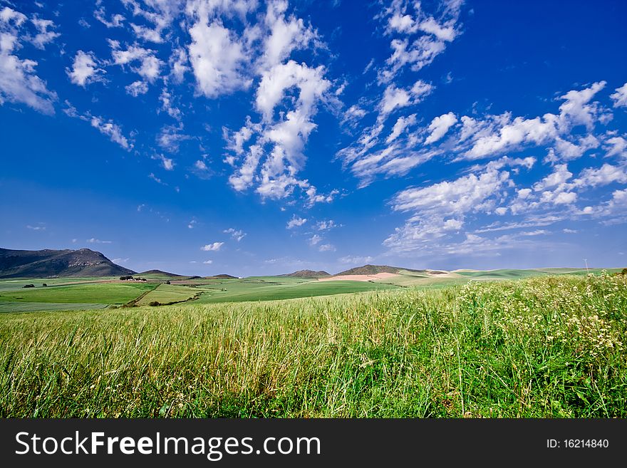 A mountainous green wheat field