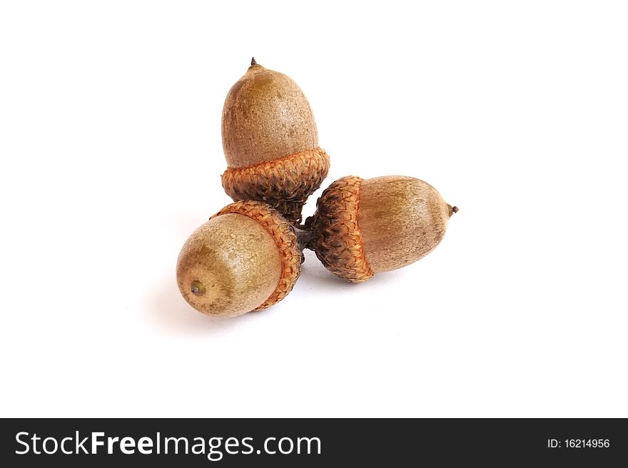 Three acorns on a white background