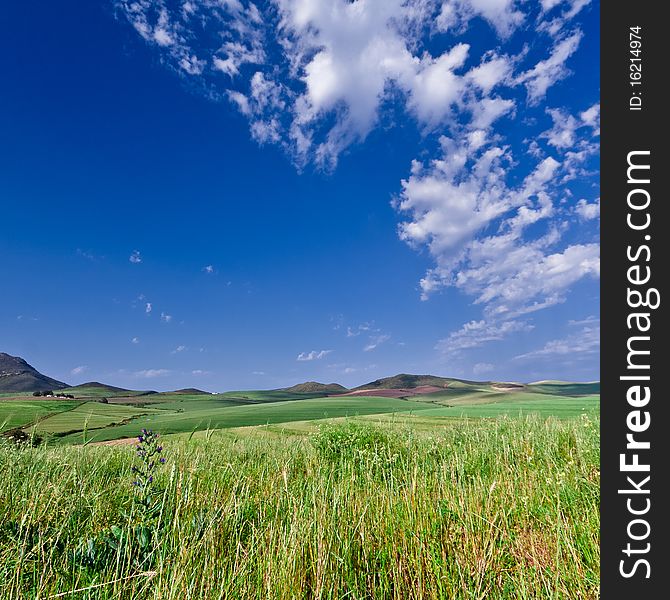 Mountainous Green Wheat Field