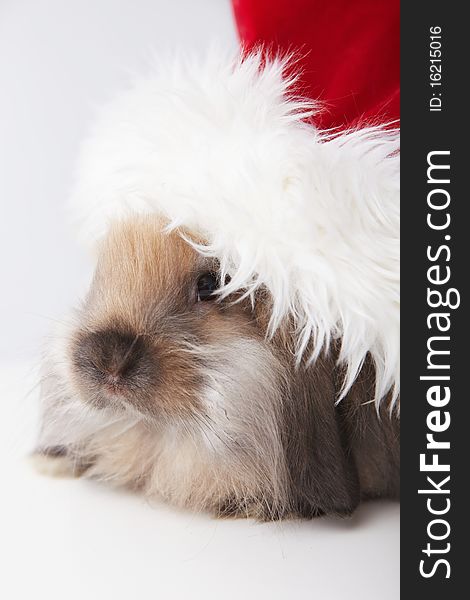 The little rabbit in a hat santa claus closeup. The little rabbit in a hat santa claus closeup