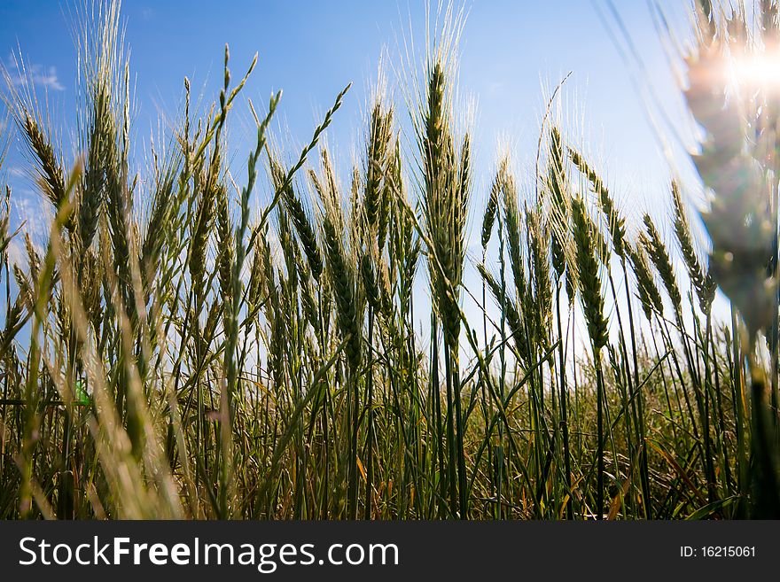 Backlit wheat field with beautiful blue sky